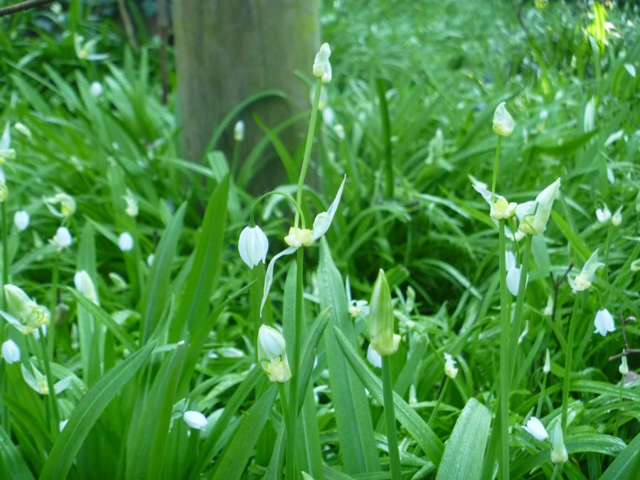 Foraging in Cornwall: Wild Garlic